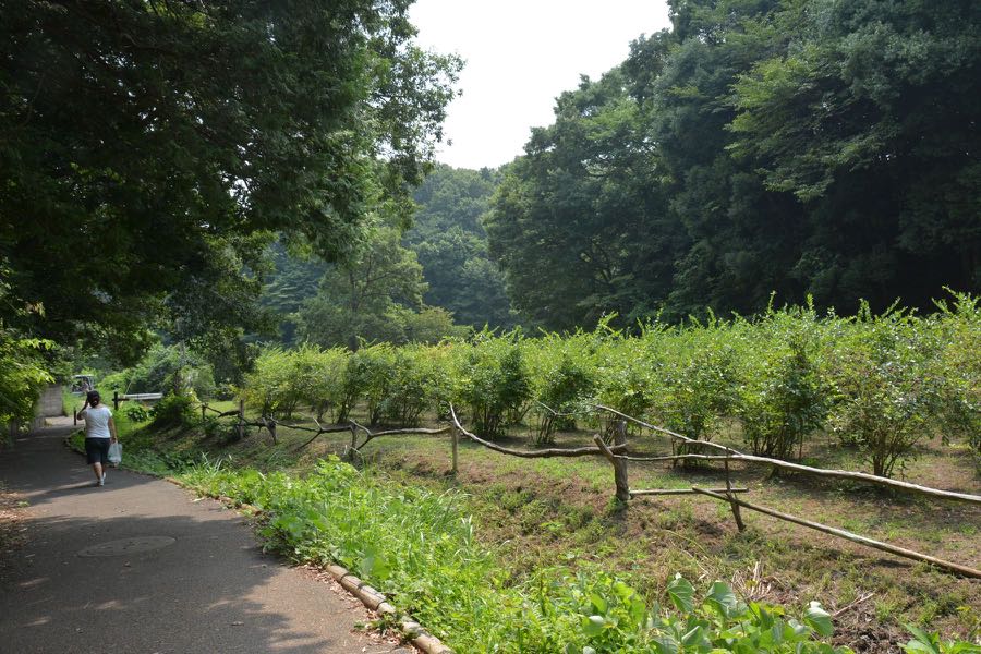 f:id:pukapuka-pan:20150804184434j:plain